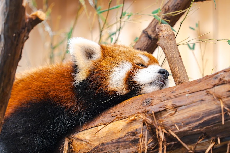 伊豆シャボテン動物公園の写真