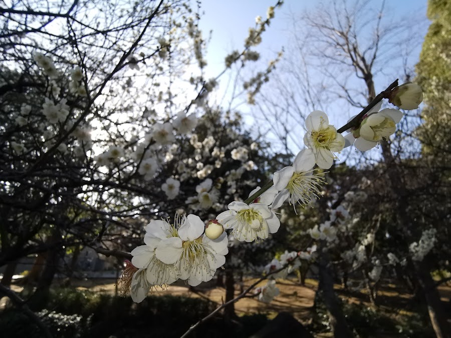 じゅん菜池緑地の写真