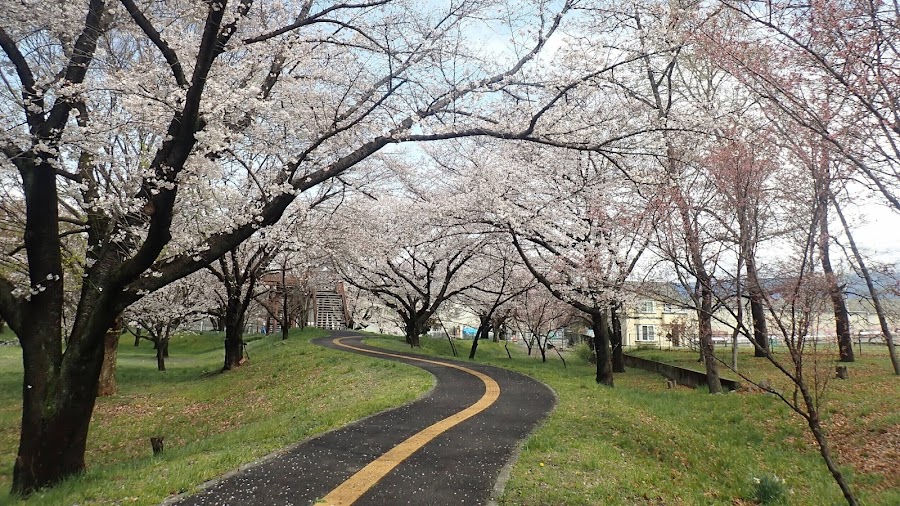 山梨県森林公園 金川の森の写真