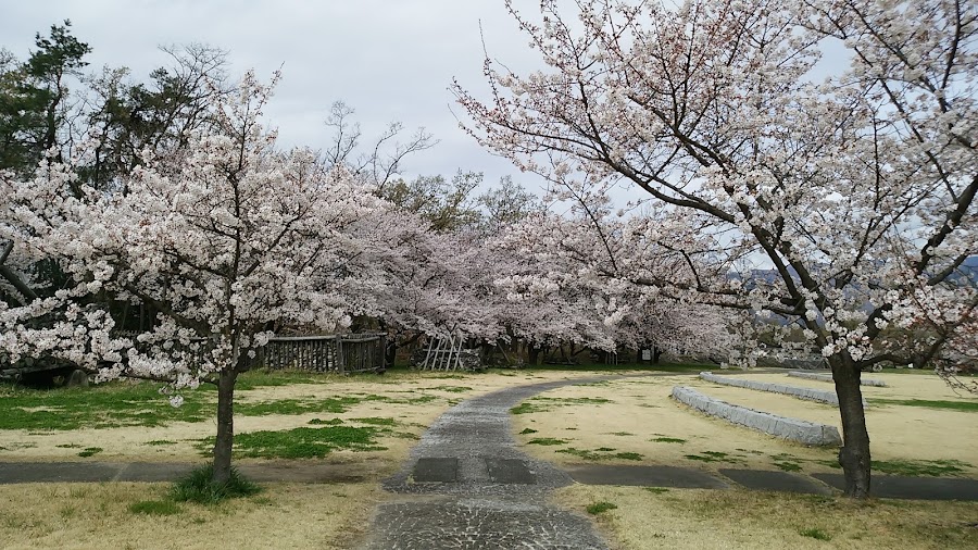 山梨県森林公園 金川の森の写真
