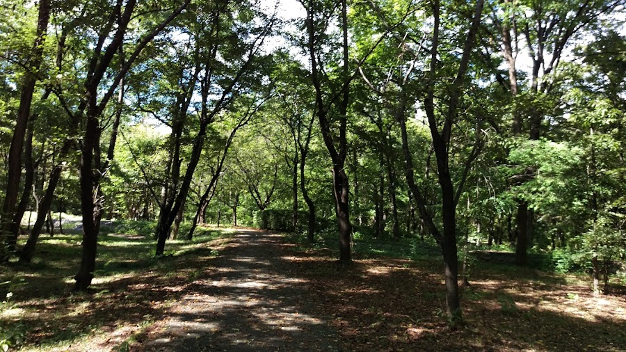 山梨県森林公園 金川の森の写真