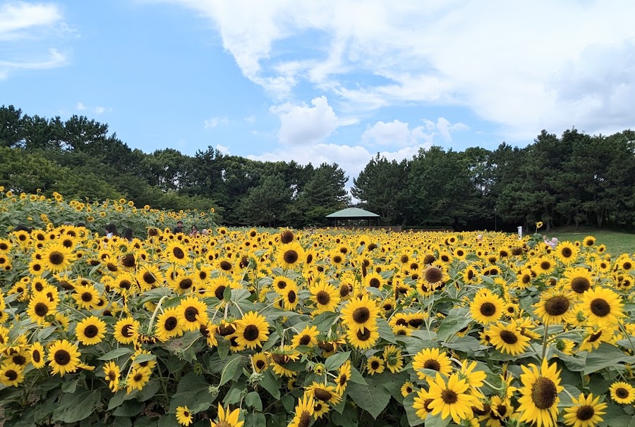 葛西臨海公園の写真