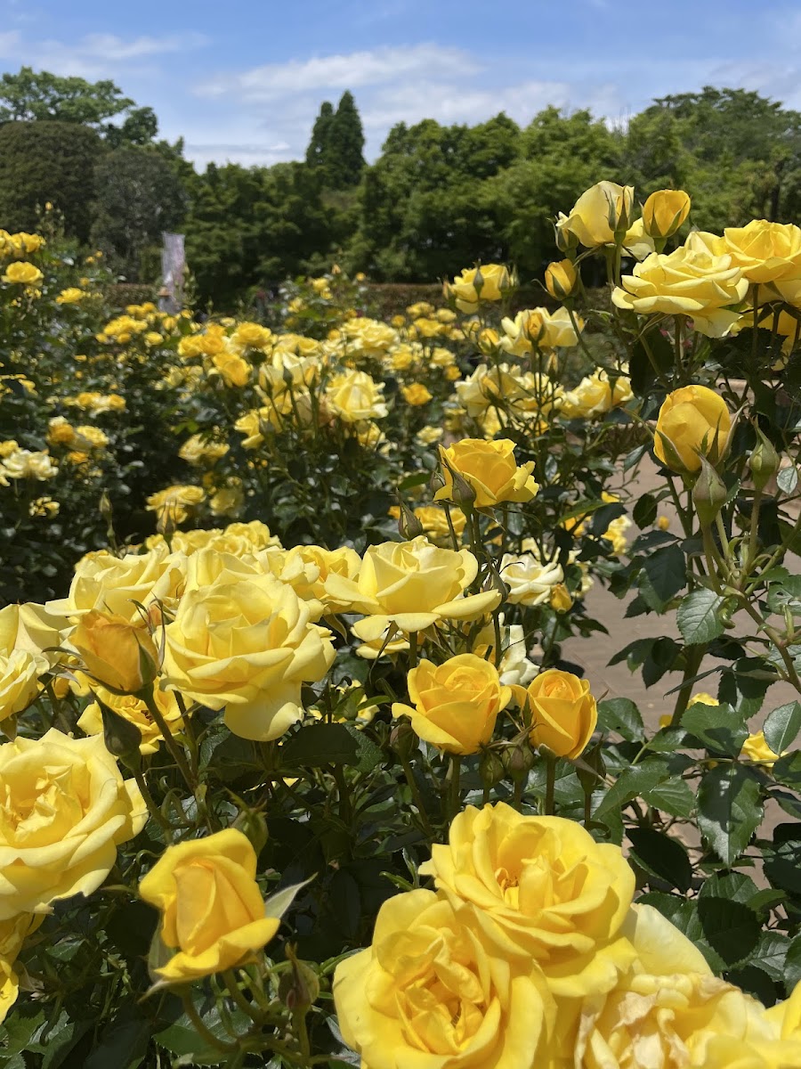 千葉県立柏の葉公園の写真
