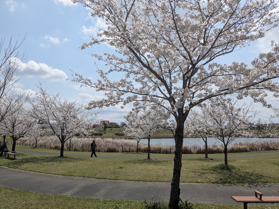 上総更級公園の写真