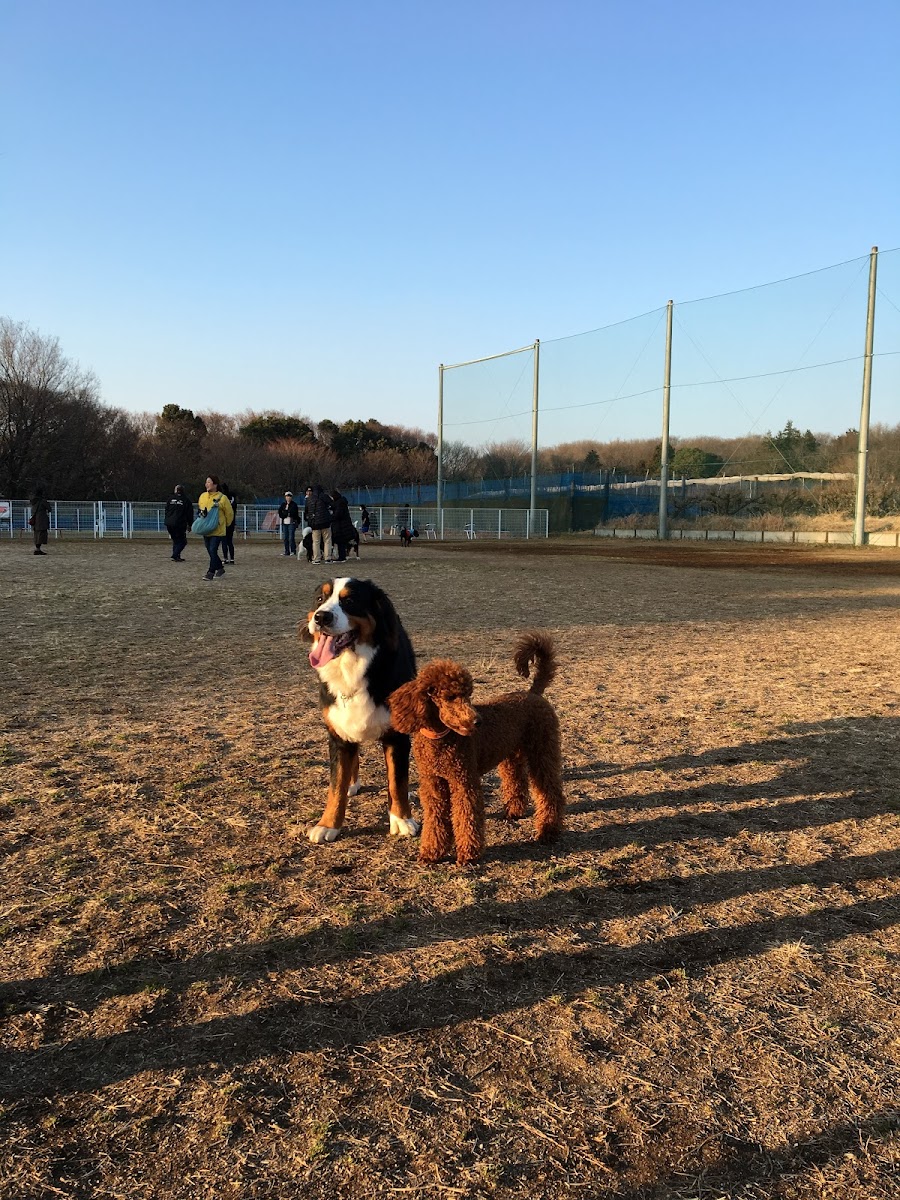 京成ドッグラン松戸の写真