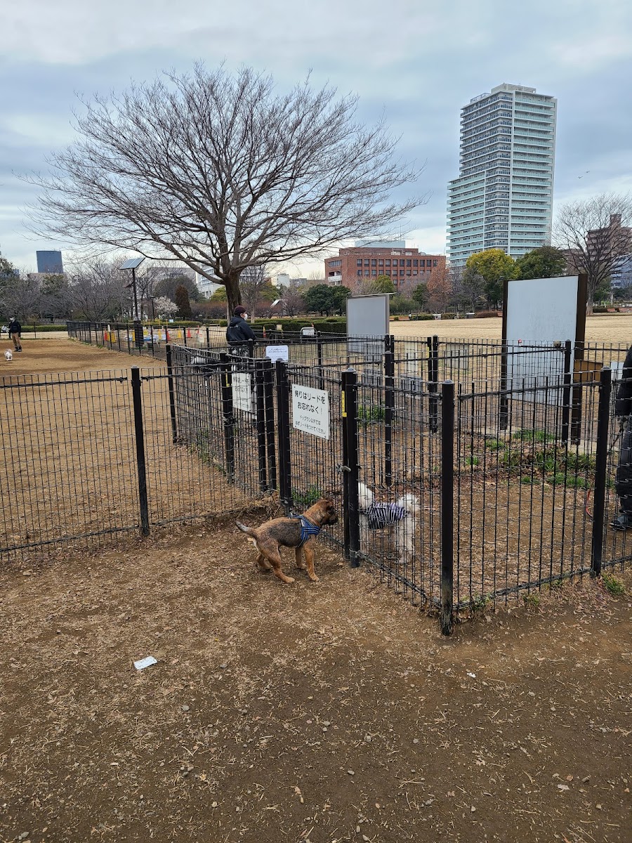 木場公園 ドッグランの写真