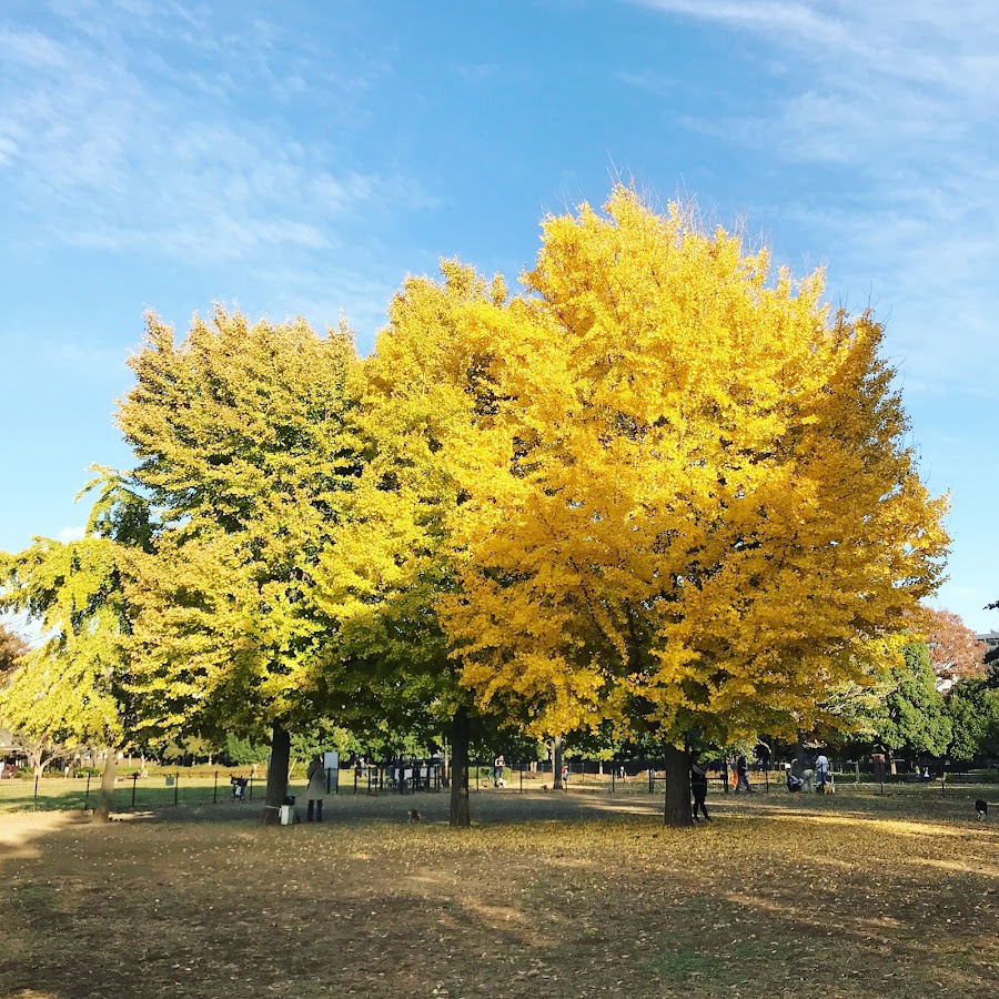 木場公園 ドッグランの写真