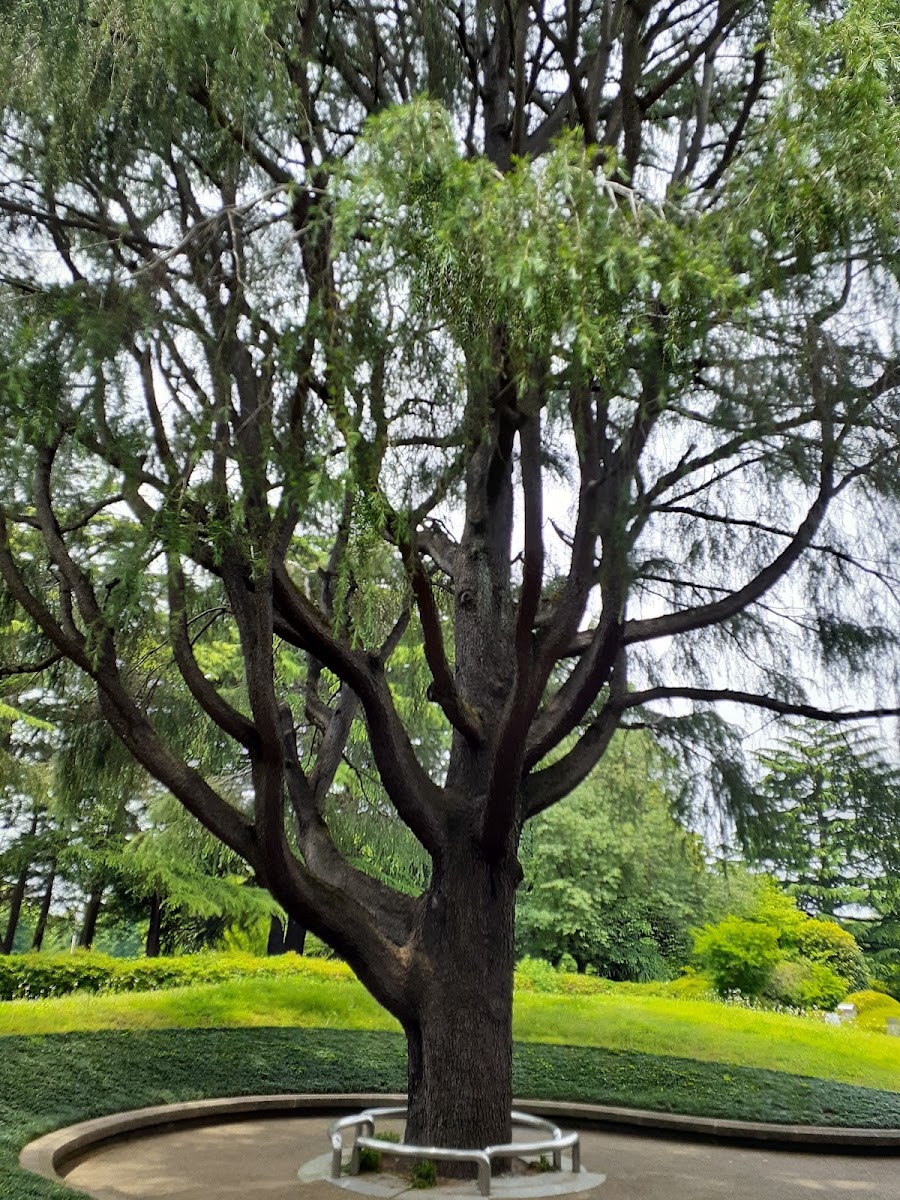 砧公園の写真