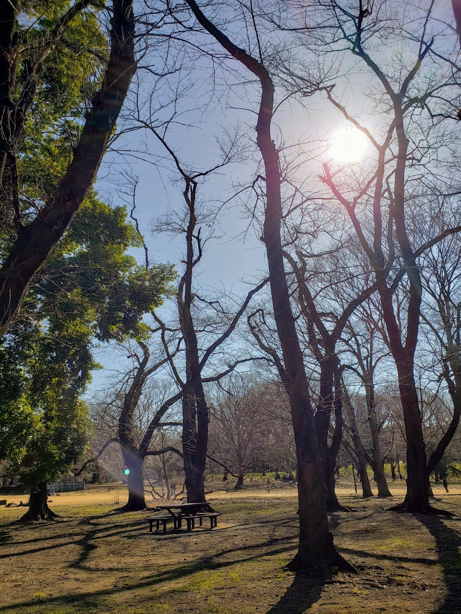 砧公園の写真