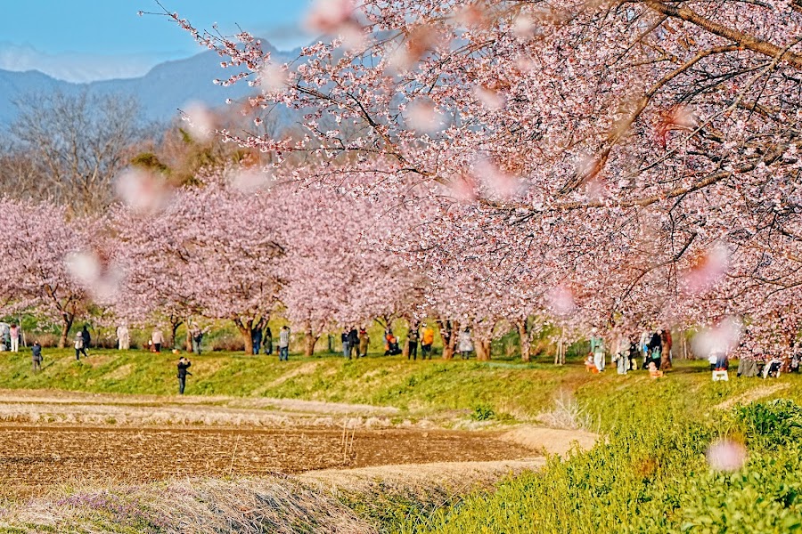 北浅羽桜堤公園の写真