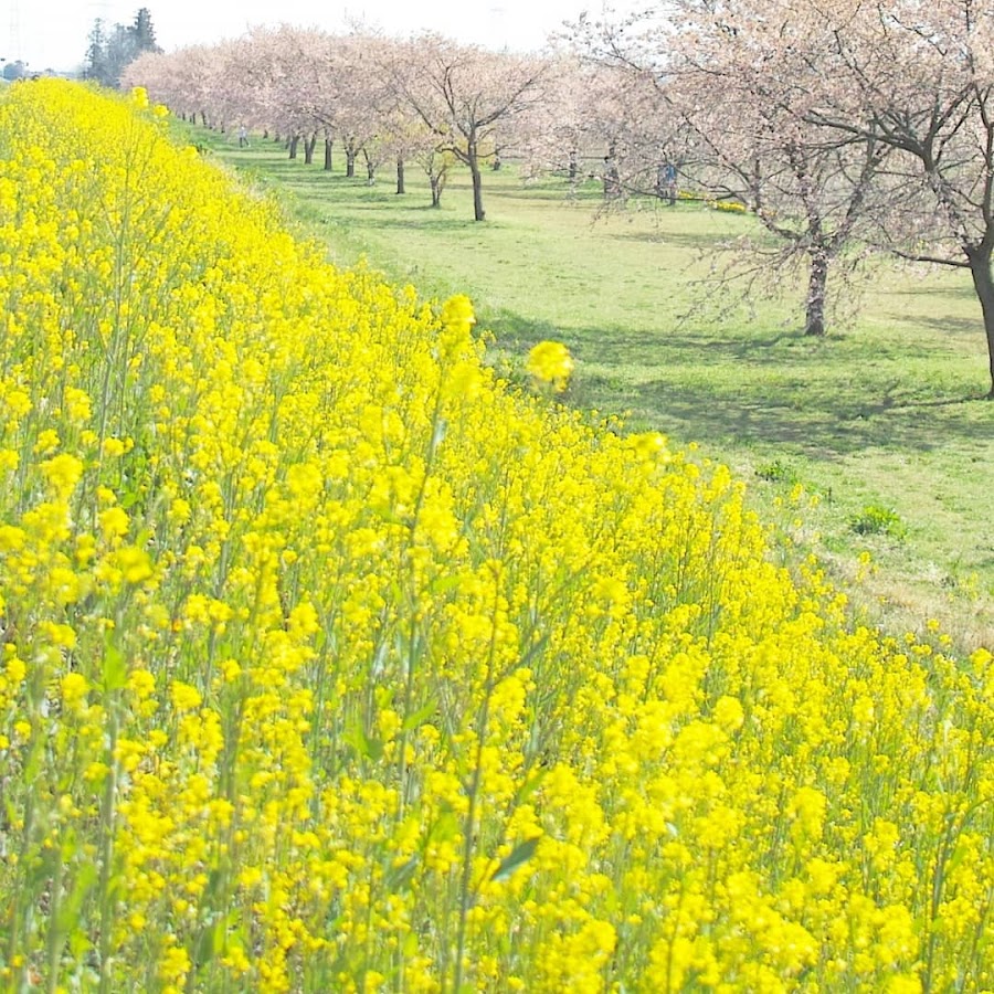 北浅羽桜堤公園の写真