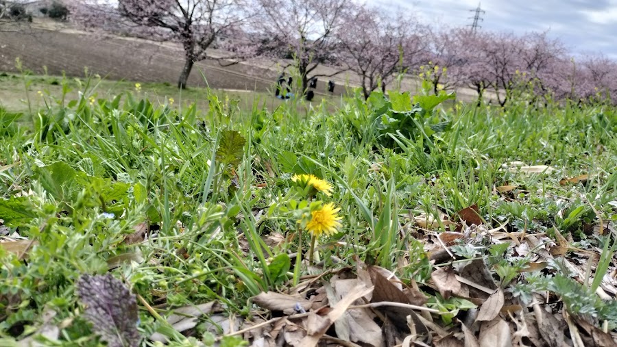 北浅羽桜堤公園の写真