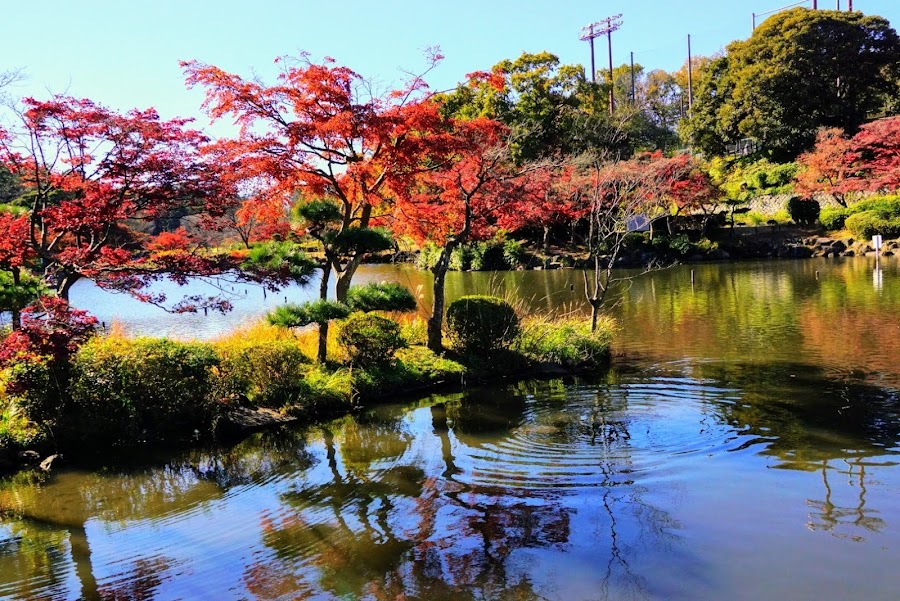 こども自然公園（大池公園）の写真