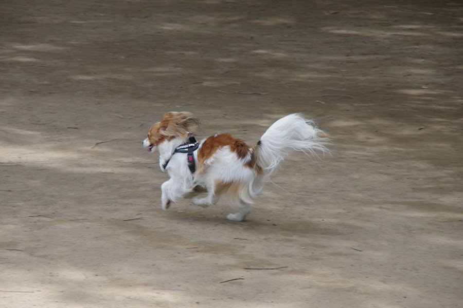 小金井公園 ドッグランの写真