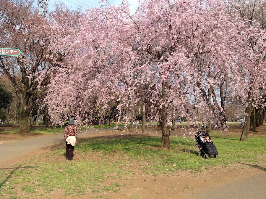 小金井公園 ドッグランの写真