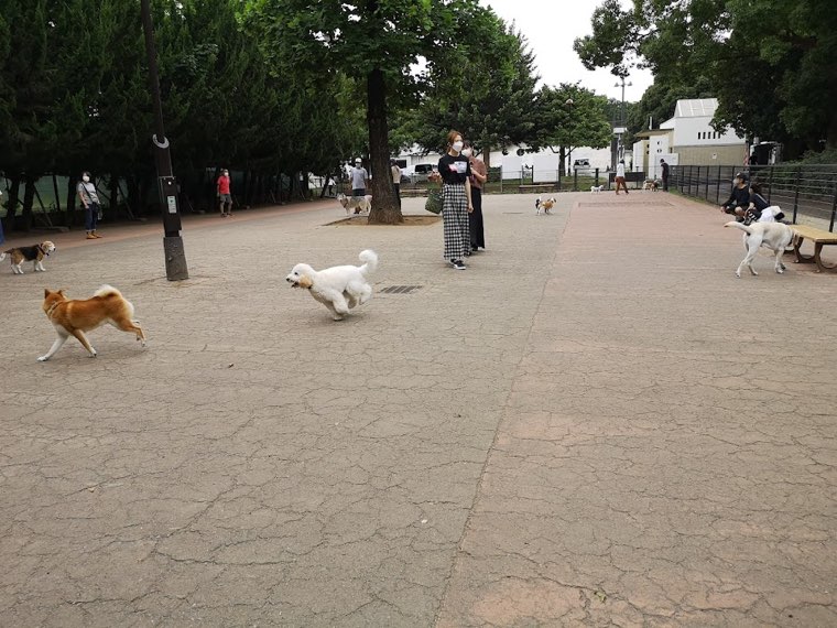 駒沢オリンピック公園 ドッグランの写真