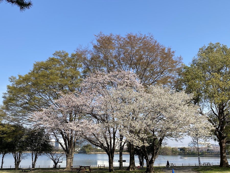 久喜菖蒲公園の写真