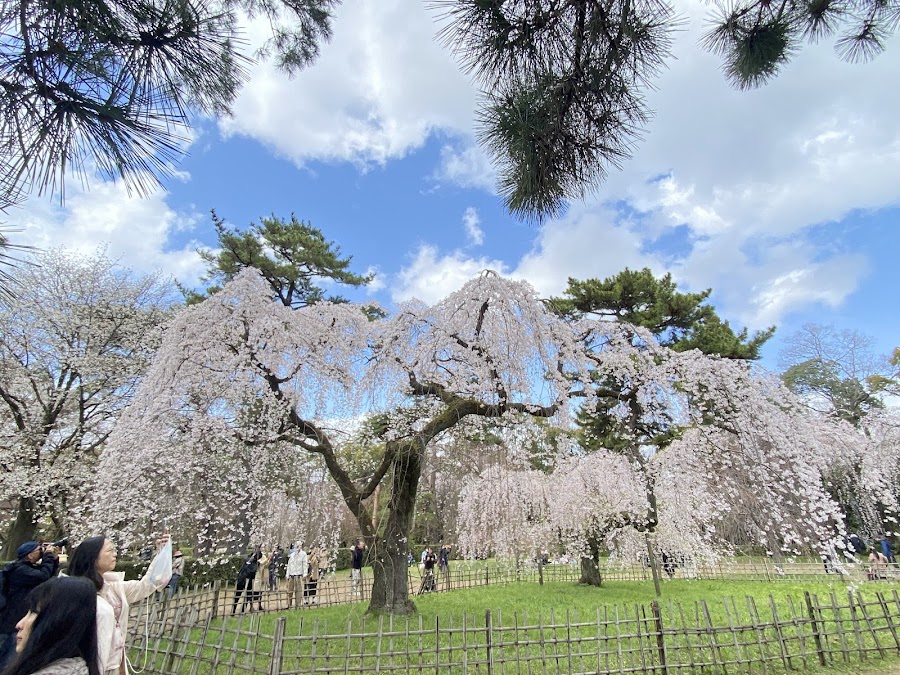 京都御苑の写真