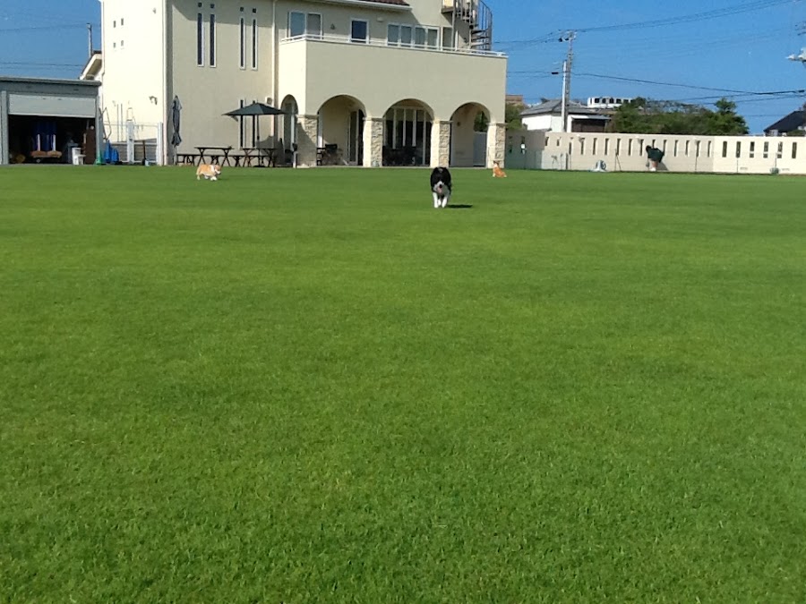 エルエードッグスポーツフィールド（LA DOG SPORTS FIELD / LADF）の写真