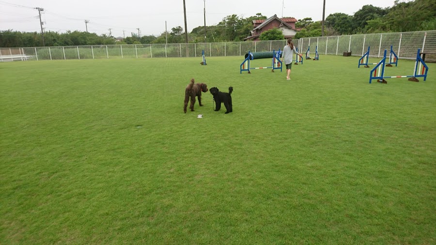 エルエードッグスポーツフィールド（LA DOG SPORTS FIELD / LADF）の写真