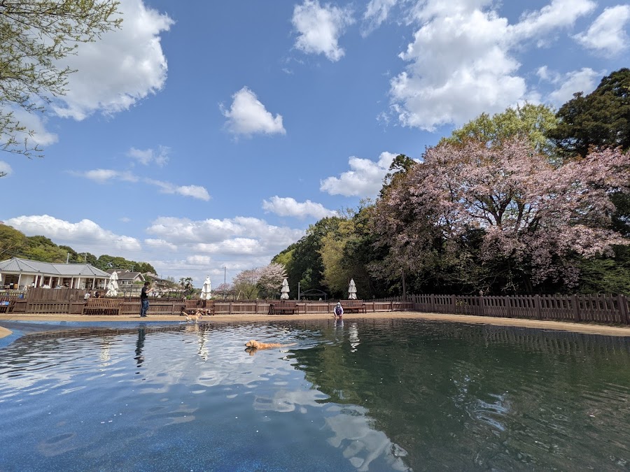 ランバードッグフィールドの写真