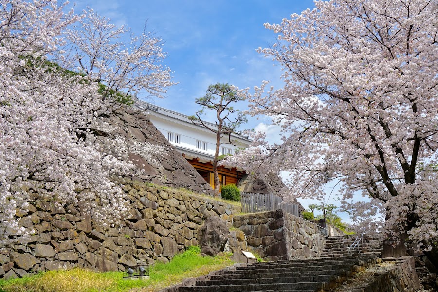 舞鶴城公園の写真