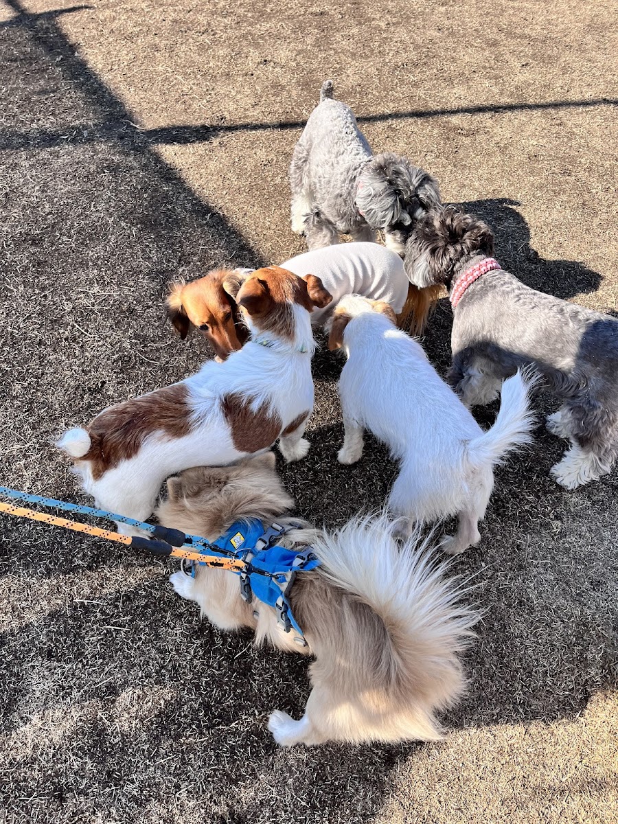 MAPLE DOG ドッグランの写真