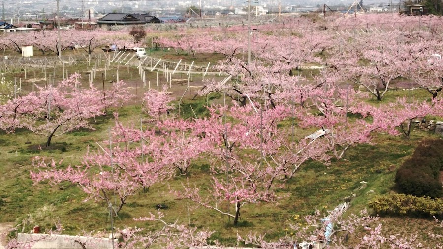 みさか桃源郷公園の写真
