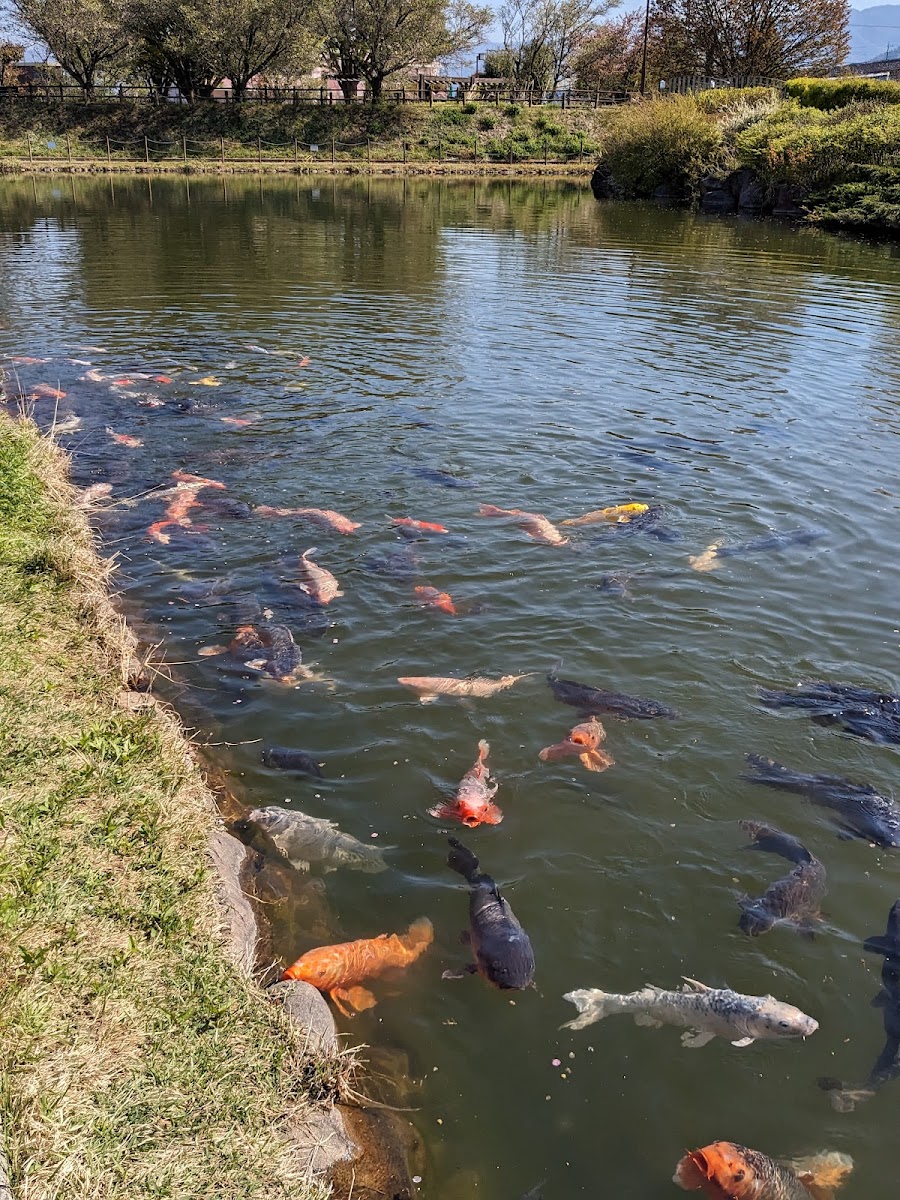 みさか桃源郷公園の写真