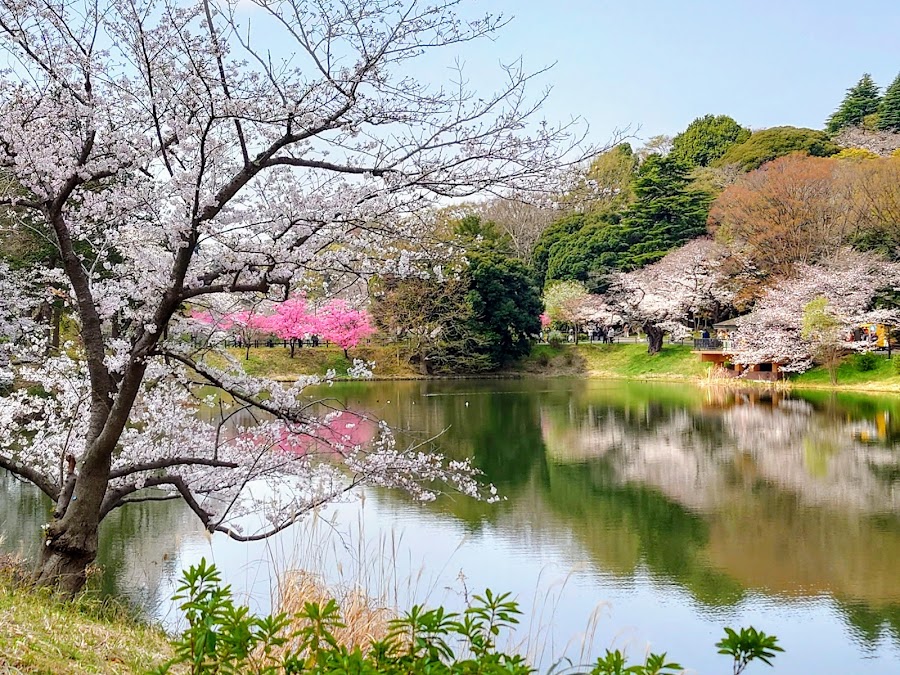 県立三ツ池公園の写真