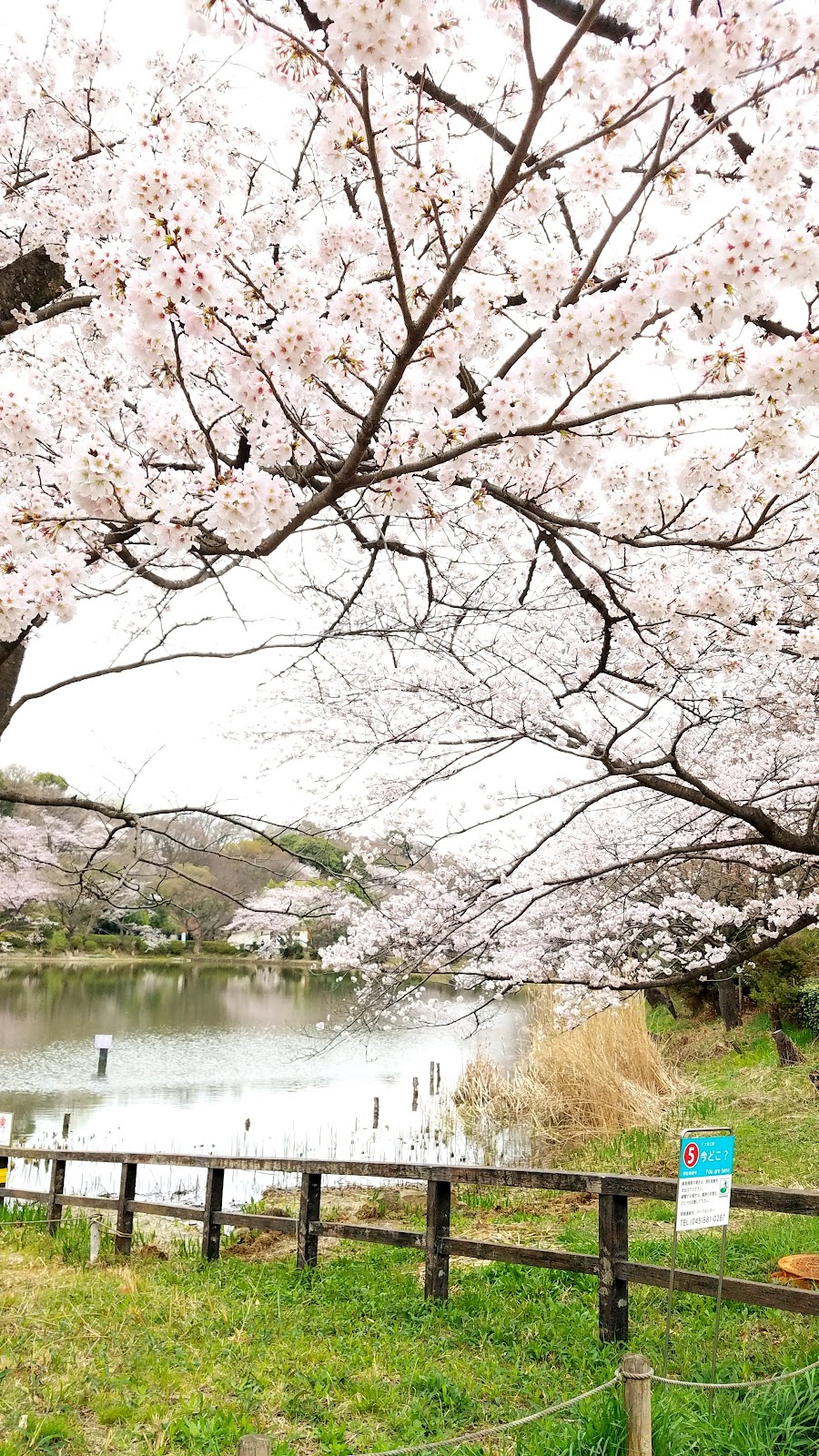 県立三ツ池公園の写真