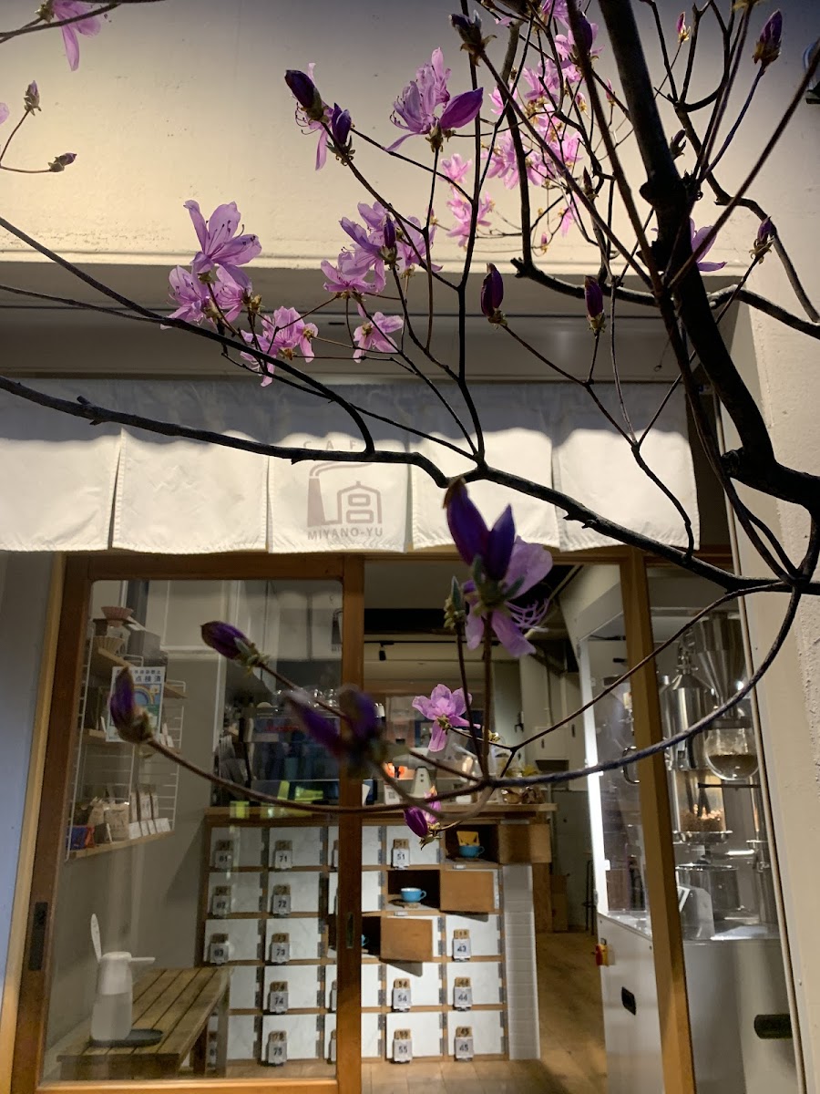 MATCHA&ESPRESSO MIYANO-YUの写真