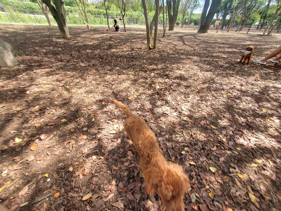 みずほエコパーク ドッグランの写真