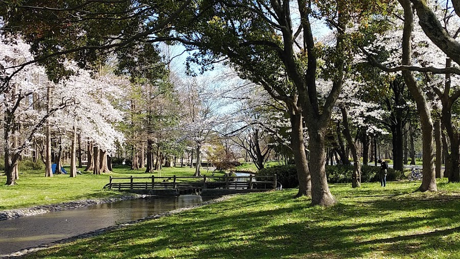 水元公園ドッグランの写真