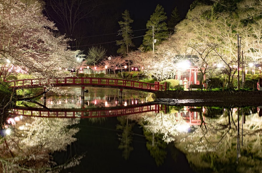 茂原公園の写真