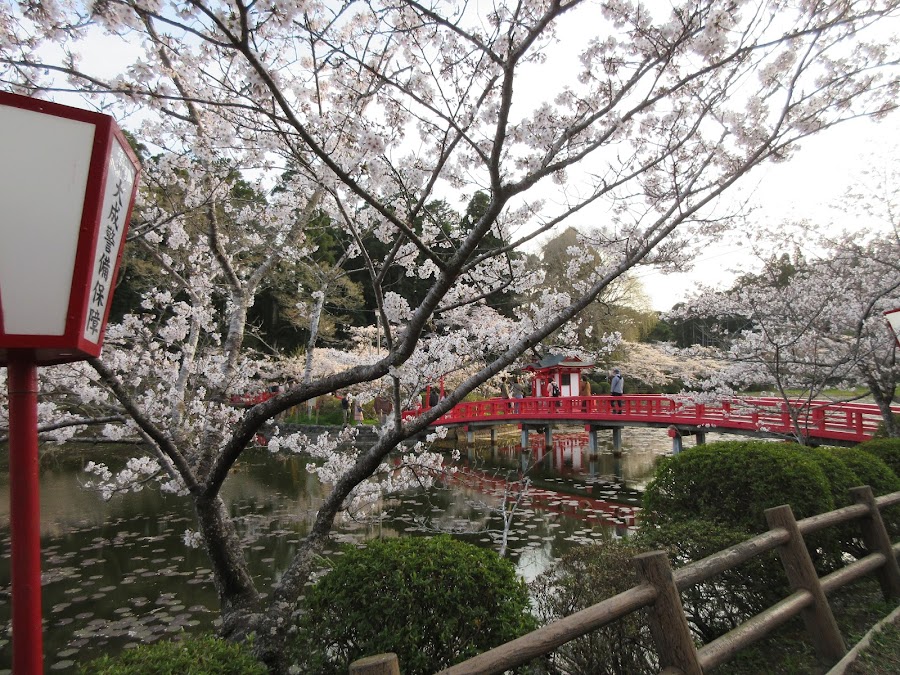 茂原公園の写真