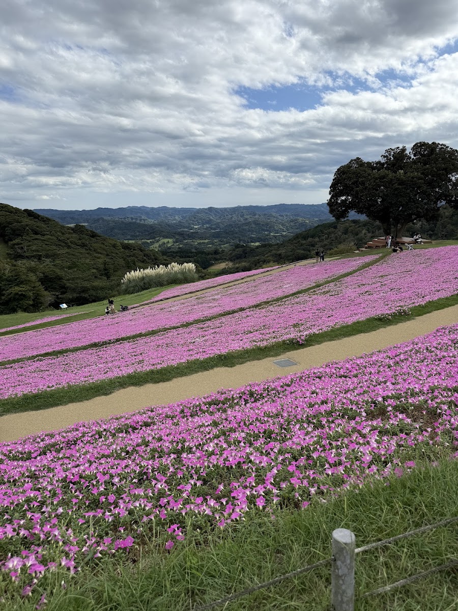 マザー牧場ドッグランの写真
