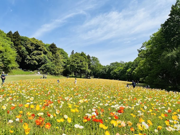 国営武蔵丘陵森林公園の写真
