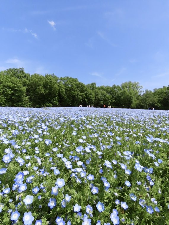 国営武蔵丘陵森林公園の写真