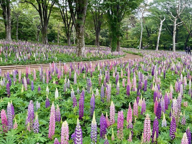 国営武蔵丘陵森林公園の写真