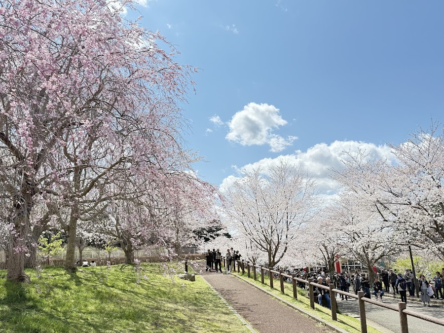 成田市さくらの山の写真