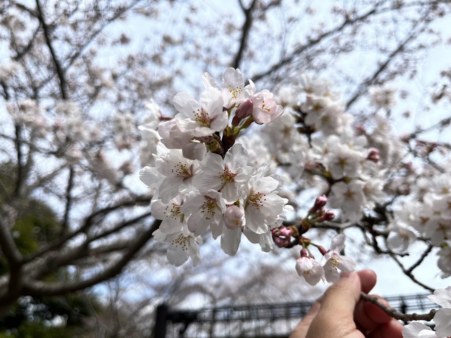 成田市さくらの山の写真