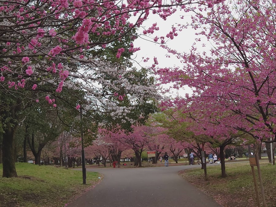 大泉中央公園の写真