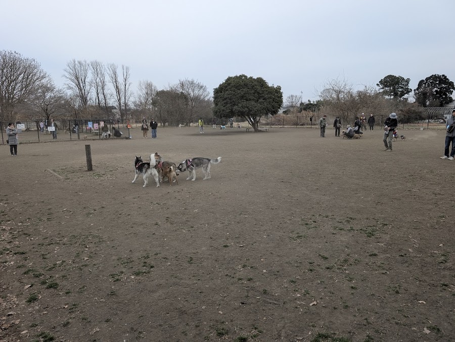 大間木ドッグラン（大間木公園）の写真