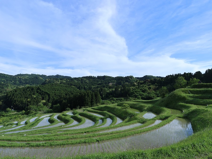 大山千枚田の写真