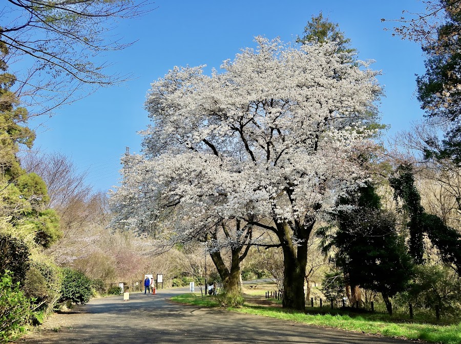 小山内裏公園 わんわんふれあい広場の写真