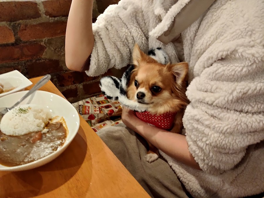 ポプズ ナチュラル ドッグ カフェの写真