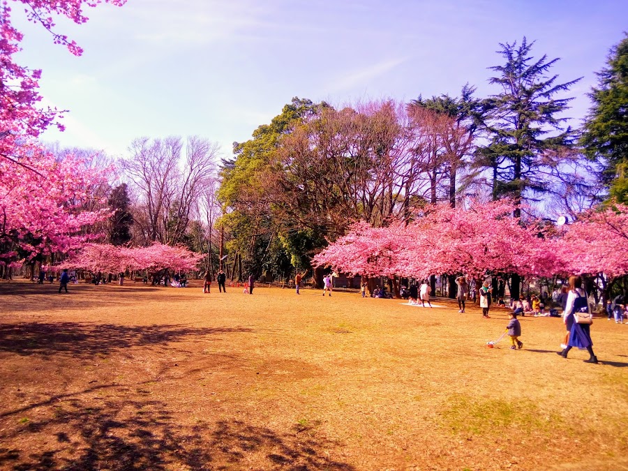 林試の森公園の写真