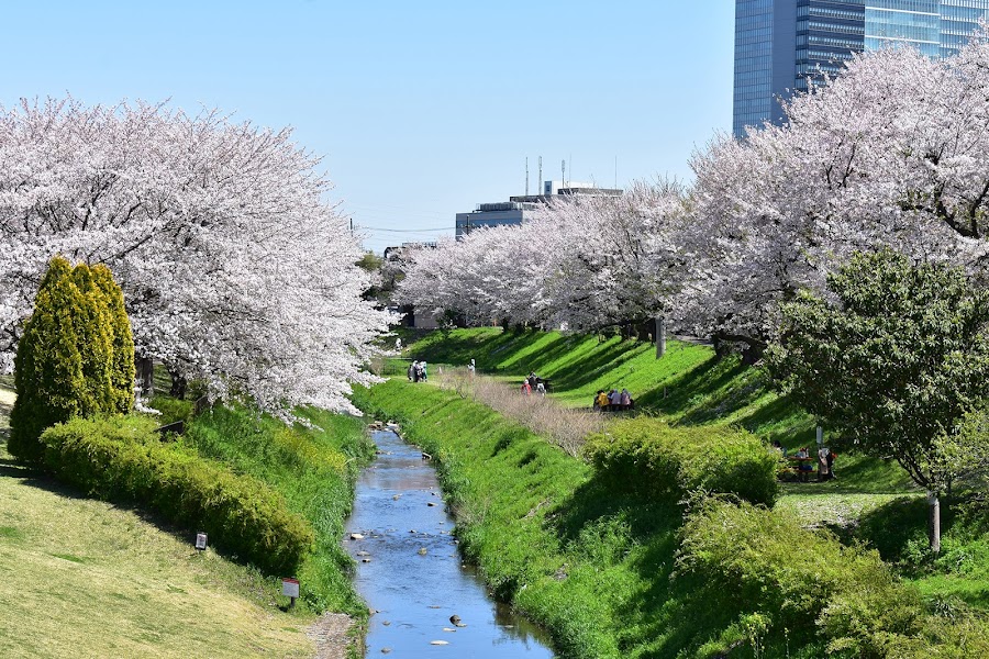 県立相模三川公園の写真