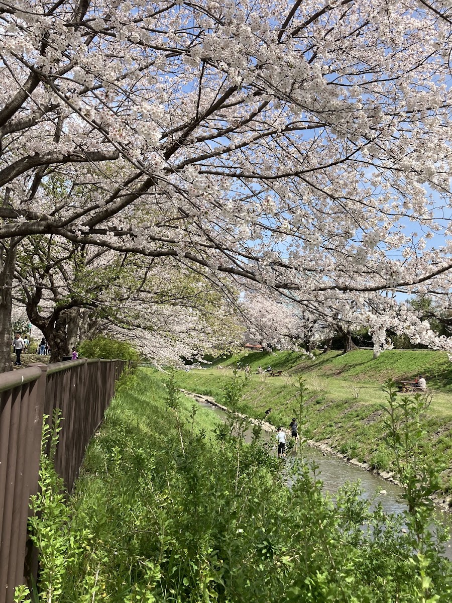 県立相模三川公園の写真